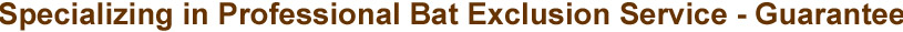 - Specializing in Professional Bat Exclusion Service w/ Guarantee