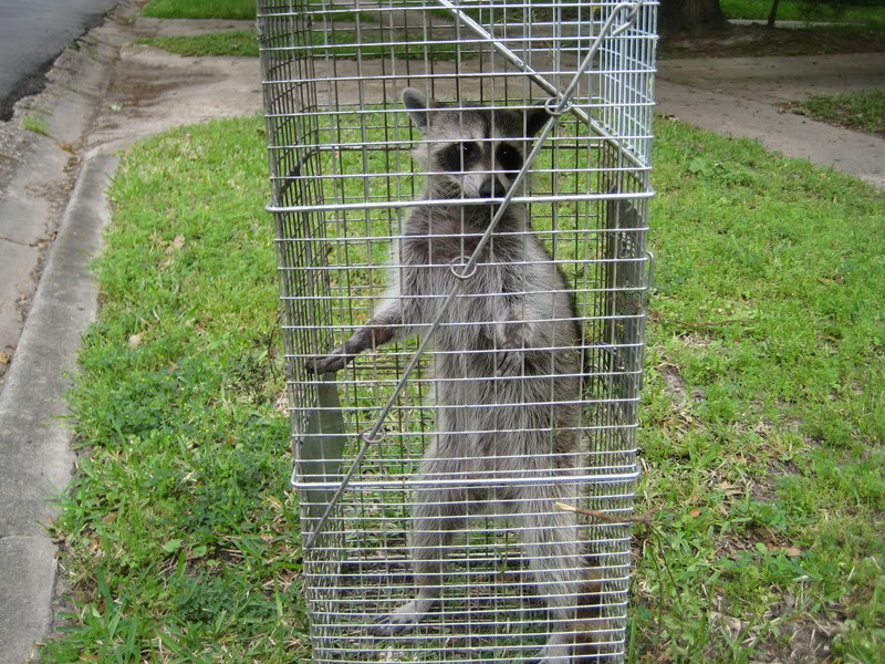 Raccoon Safely Captured