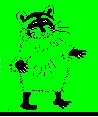 Raccoon Info